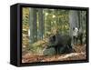Captive Wild Boars in Autumn Beech Forest, Germany-Philippe Clement-Framed Stretched Canvas