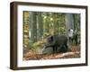 Captive Wild Boars in Autumn Beech Forest, Germany-Philippe Clement-Framed Photographic Print