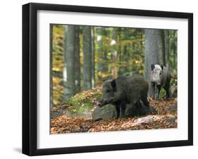Captive Wild Boars in Autumn Beech Forest, Germany-Philippe Clement-Framed Photographic Print