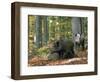 Captive Wild Boars in Autumn Beech Forest, Germany-Philippe Clement-Framed Photographic Print