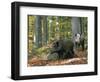 Captive Wild Boars in Autumn Beech Forest, Germany-Philippe Clement-Framed Photographic Print