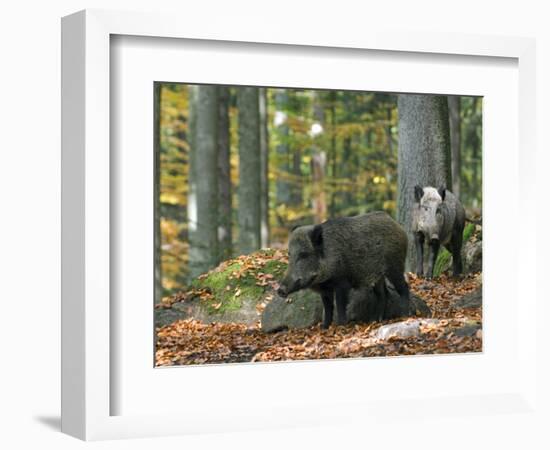 Captive Wild Boars in Autumn Beech Forest, Germany-Philippe Clement-Framed Photographic Print