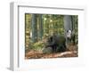 Captive Wild Boars in Autumn Beech Forest, Germany-Philippe Clement-Framed Photographic Print