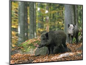 Captive Wild Boars in Autumn Beech Forest, Germany-Philippe Clement-Mounted Photographic Print