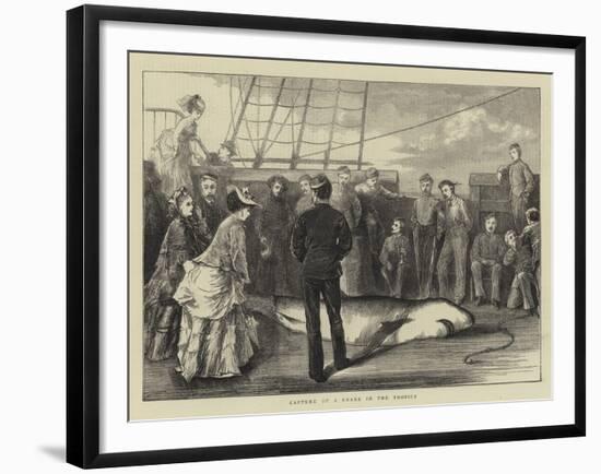 Capture of a Shark in the Tropics-null-Framed Giclee Print