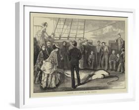 Capture of a Shark in the Tropics-null-Framed Giclee Print