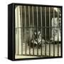 Captured Man-Eating Tiger Blamed for 200 Deaths, Calcutta, India, C1903-Underwood & Underwood-Framed Stretched Canvas