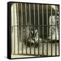 Captured Man-Eating Tiger Blamed for 200 Deaths, Calcutta, India, C1903-Underwood & Underwood-Framed Stretched Canvas