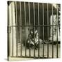 Captured Man-Eating Tiger Blamed for 200 Deaths, Calcutta, India, C1903-Underwood & Underwood-Stretched Canvas