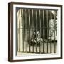 Captured Man-Eating Tiger Blamed for 200 Deaths, Calcutta, India, C1903-Underwood & Underwood-Framed Photographic Print