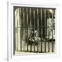 Captured Man-Eating Tiger Blamed for 200 Deaths, Calcutta, India, C1903-Underwood & Underwood-Framed Photographic Print