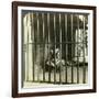 Captured Man-Eating Tiger Blamed for 200 Deaths, Calcutta, India, C1903-Underwood & Underwood-Framed Photographic Print