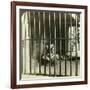 Captured Man-Eating Tiger Blamed for 200 Deaths, Calcutta, India, C1903-Underwood & Underwood-Framed Photographic Print