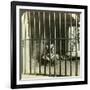 Captured Man-Eating Tiger Blamed for 200 Deaths, Calcutta, India, C1903-Underwood & Underwood-Framed Photographic Print