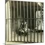 Captured Man-Eating Tiger Blamed for 200 Deaths, Calcutta, India, C1903-Underwood & Underwood-Mounted Photographic Print