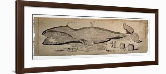 Captured Whale-null-Framed Giclee Print