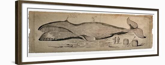 Captured Whale-null-Framed Giclee Print