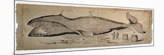 Captured Whale-null-Mounted Giclee Print