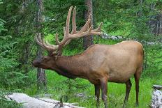 Large Bull Elk Grazing in Summer Grass in Yellowstone-CaptureLight-Photographic Print