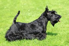 Scottish Terrier-CaptureLight-Photographic Print