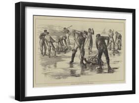 Capturing Turtles Off the Coast of Labrador-null-Framed Giclee Print