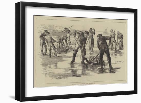 Capturing Turtles Off the Coast of Labrador-null-Framed Premium Giclee Print