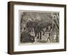 Capturing Wild Elephants in South Eastern Mysore, India-Alfred Chantrey Corbould-Framed Giclee Print