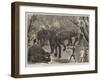 Capturing Wild Elephants in South Eastern Mysore, India-Alfred Chantrey Corbould-Framed Giclee Print