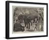 Capturing Wild Elephants in South Eastern Mysore, India-Alfred Chantrey Corbould-Framed Giclee Print