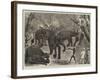 Capturing Wild Elephants in South Eastern Mysore, India-Alfred Chantrey Corbould-Framed Giclee Print