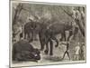 Capturing Wild Elephants in South Eastern Mysore, India-Alfred Chantrey Corbould-Mounted Giclee Print