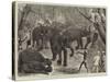 Capturing Wild Elephants in South Eastern Mysore, India-Alfred Chantrey Corbould-Stretched Canvas