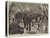 Capturing Wild Elephants in South Eastern Mysore, India-Alfred Chantrey Corbould-Stretched Canvas