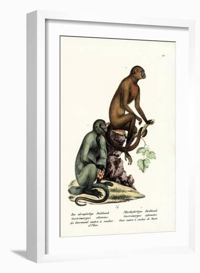 Capuchin, 1824-Karl Joseph Brodtmann-Framed Giclee Print