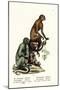 Capuchin, 1824-Karl Joseph Brodtmann-Mounted Giclee Print