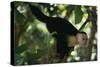 Capuchin Balancing on Branch-DLILLC-Stretched Canvas