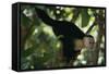 Capuchin Balancing on Branch-DLILLC-Framed Stretched Canvas