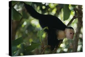 Capuchin Balancing on Branch-DLILLC-Stretched Canvas