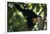 Capuchin Balancing on Branch-DLILLC-Framed Photographic Print