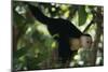 Capuchin Balancing on Branch-DLILLC-Mounted Photographic Print