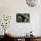 Capuchin Balancing on Branch-DLILLC-Photographic Print displayed on a wall