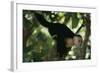 Capuchin Balancing on Branch-DLILLC-Framed Photographic Print