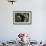 Capuchin Balancing on Branch-DLILLC-Framed Photographic Print displayed on a wall