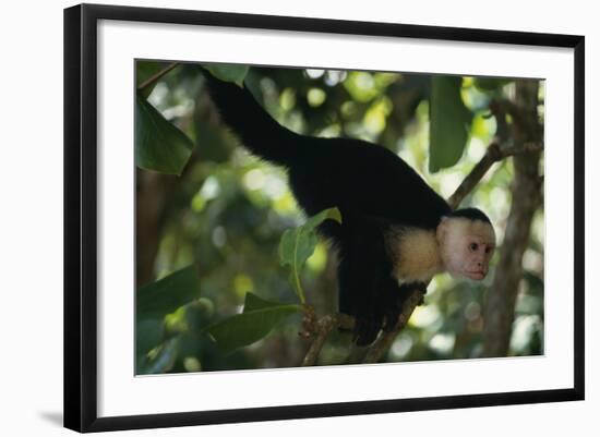 Capuchin Balancing on Branch-DLILLC-Framed Photographic Print