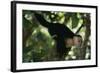 Capuchin Balancing on Branch-DLILLC-Framed Photographic Print