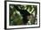 Capuchin Balancing on Branch-DLILLC-Framed Photographic Print