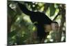 Capuchin Balancing on Branch-DLILLC-Mounted Photographic Print