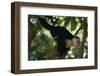 Capuchin Balancing on Branch-DLILLC-Framed Photographic Print