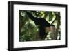 Capuchin Balancing on Branch-DLILLC-Framed Photographic Print