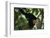 Capuchin Balancing on Branch-DLILLC-Framed Photographic Print